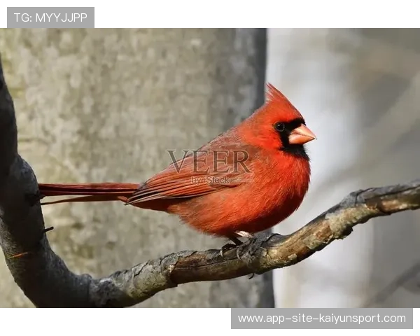 红雀再遇连败,主帅表示将进行调整,红雀详解 红雀再遇连败,主帅表示将进行调整,红雀详解